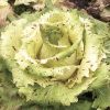 Radicchio Castelfranco Al Pezzo, Medio