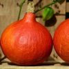 Zucca Hokkaido Kg. 1,1 Circa