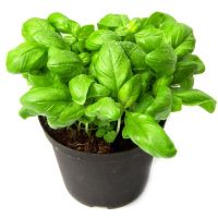 Aromatiche Pianta Basilico Bio, Vaso Da 14, Per Uso Orto/Cucina