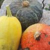 Zucca Marina Di Chioggia, Kg. 4.3 Circa
