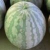 Zucca Anguria Cedrina Per La Confettura Di Anguria Cedrina, Al Pezzo
